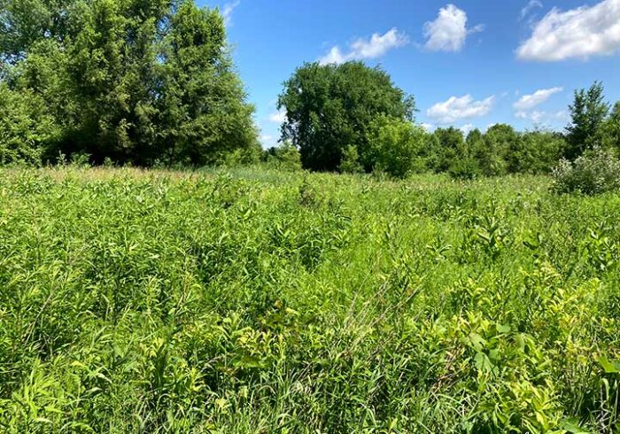 IMG 0173 SHP 700x490