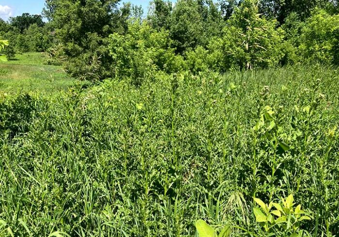 IMG 0174 SHp 700x490